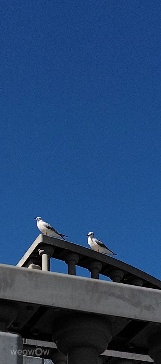 Photographer umemui, Weather Photos in Atami - Weawow