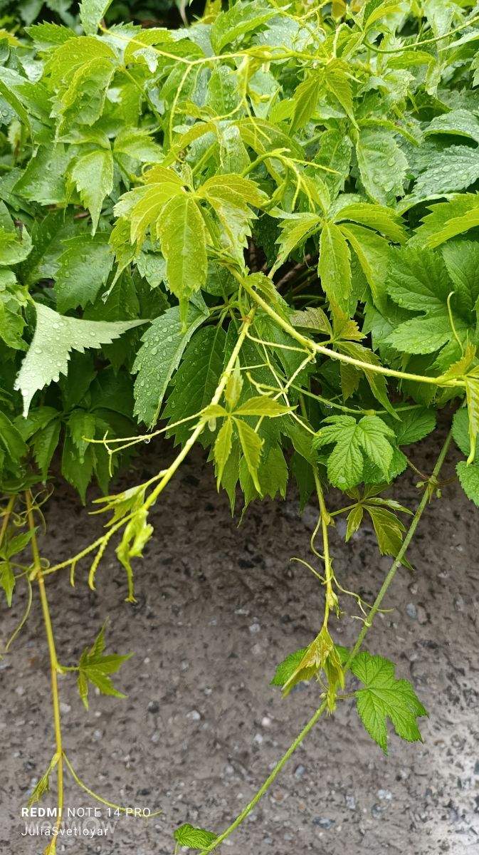 Novosibirskaya Oblast'的天气照片. 天气预报，带ЮЛия_Светлояр精美的照片