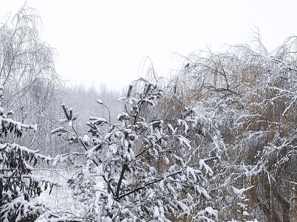 Parczew లోని 雪. Dorka తీసిన అందమైన ఫోటోలతో, ఈ వాతావరణ సూచనలు ఇవ్వబడుతున్నాయి ఫోటోలు