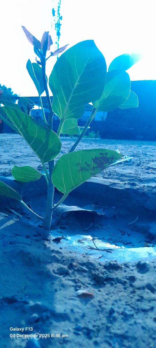 Фотографии Погоды в Раджастхан. Прогнозы погоды с чудесными фотографиями, сделанными Rupa Ram Bawari