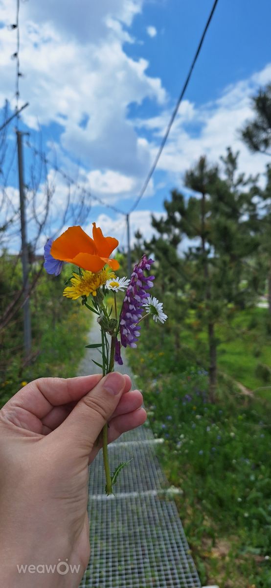 Weather Photos in Bucharest. Weather forecasts with beautiful photos by Iwonne