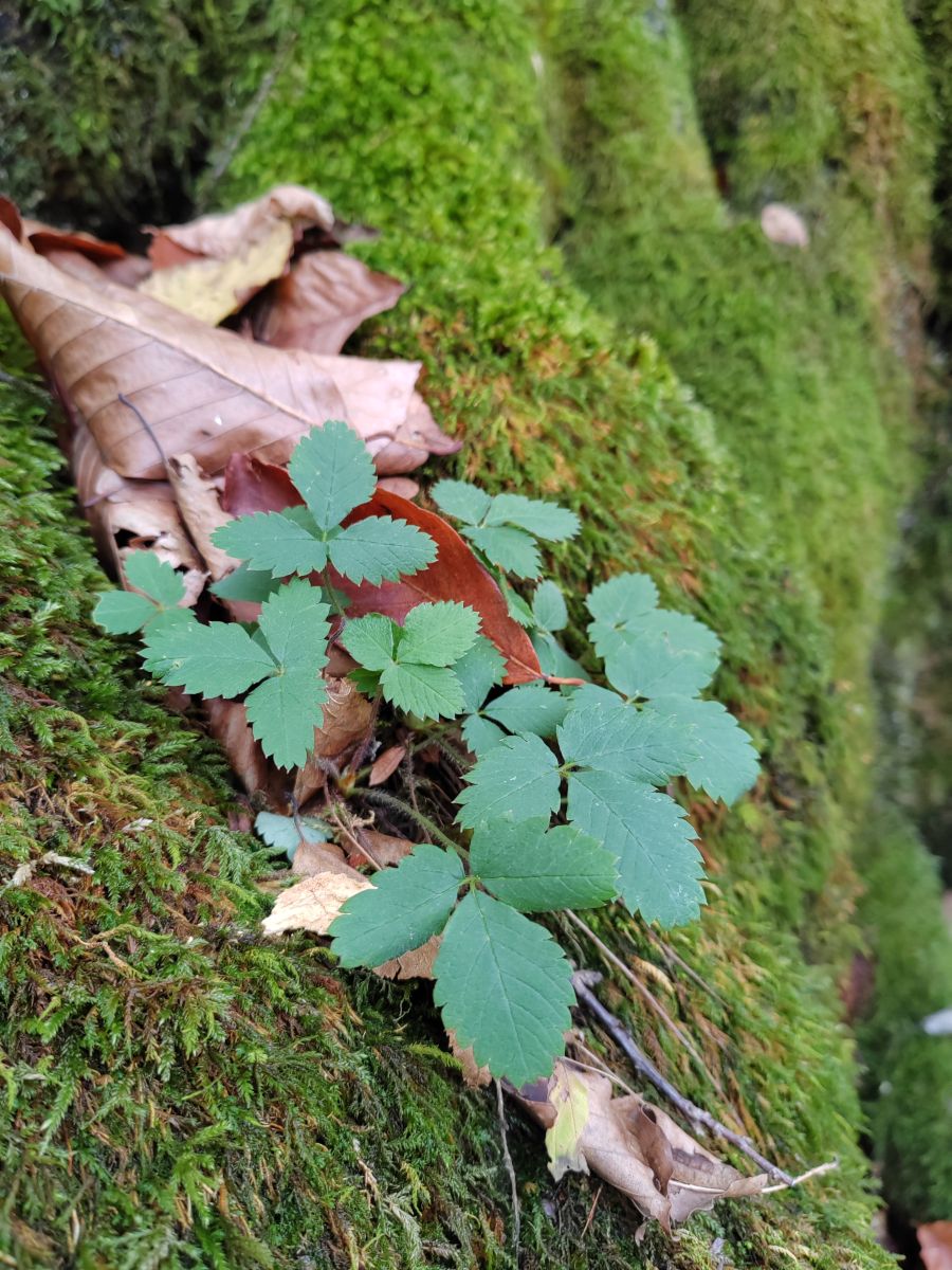 Photographe Albert_Smelovtsev, Photos météo à Roza Khutor - Weawow