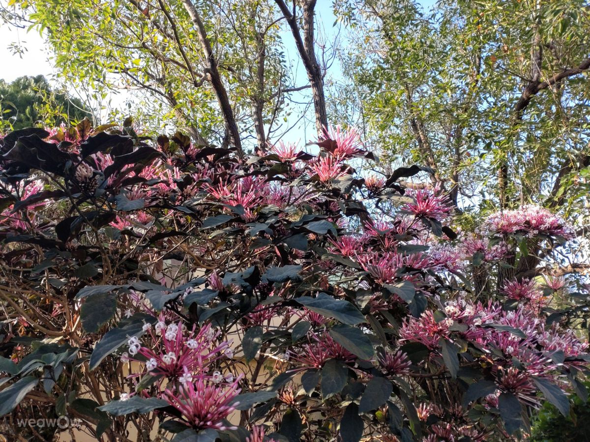 Fotografos Wen-ya Huang, Fotos do tempo em Kaohsiung City - Weawow