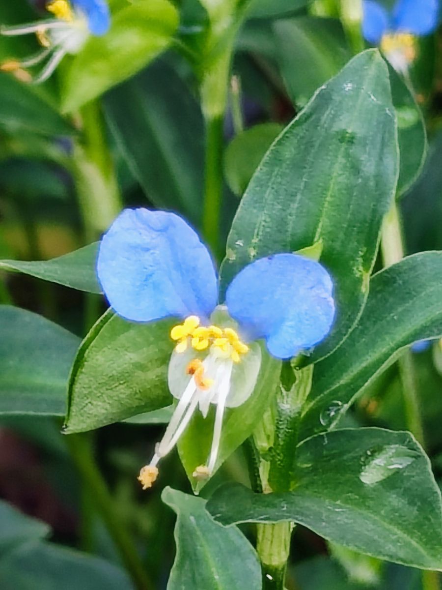 摄影师 あさのジジ，岡山縣的天气照片 - Weawow