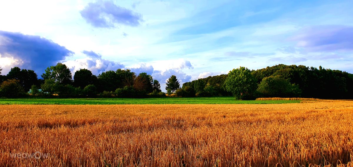 Weather Photos in Ortenau. Weather forecasts with beautiful photos by Der-Bueffel