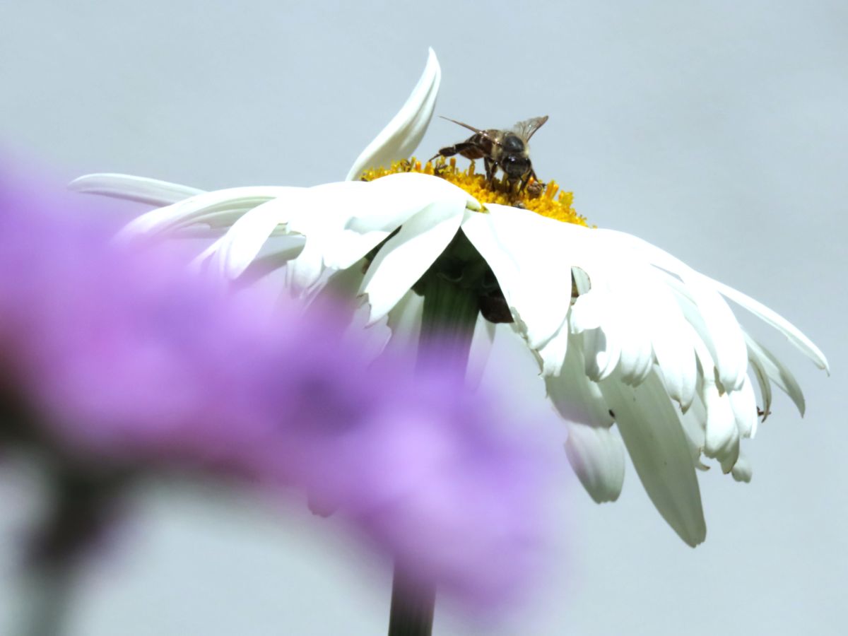 Previsões do tempo com lindas fotos de Step_Gently
