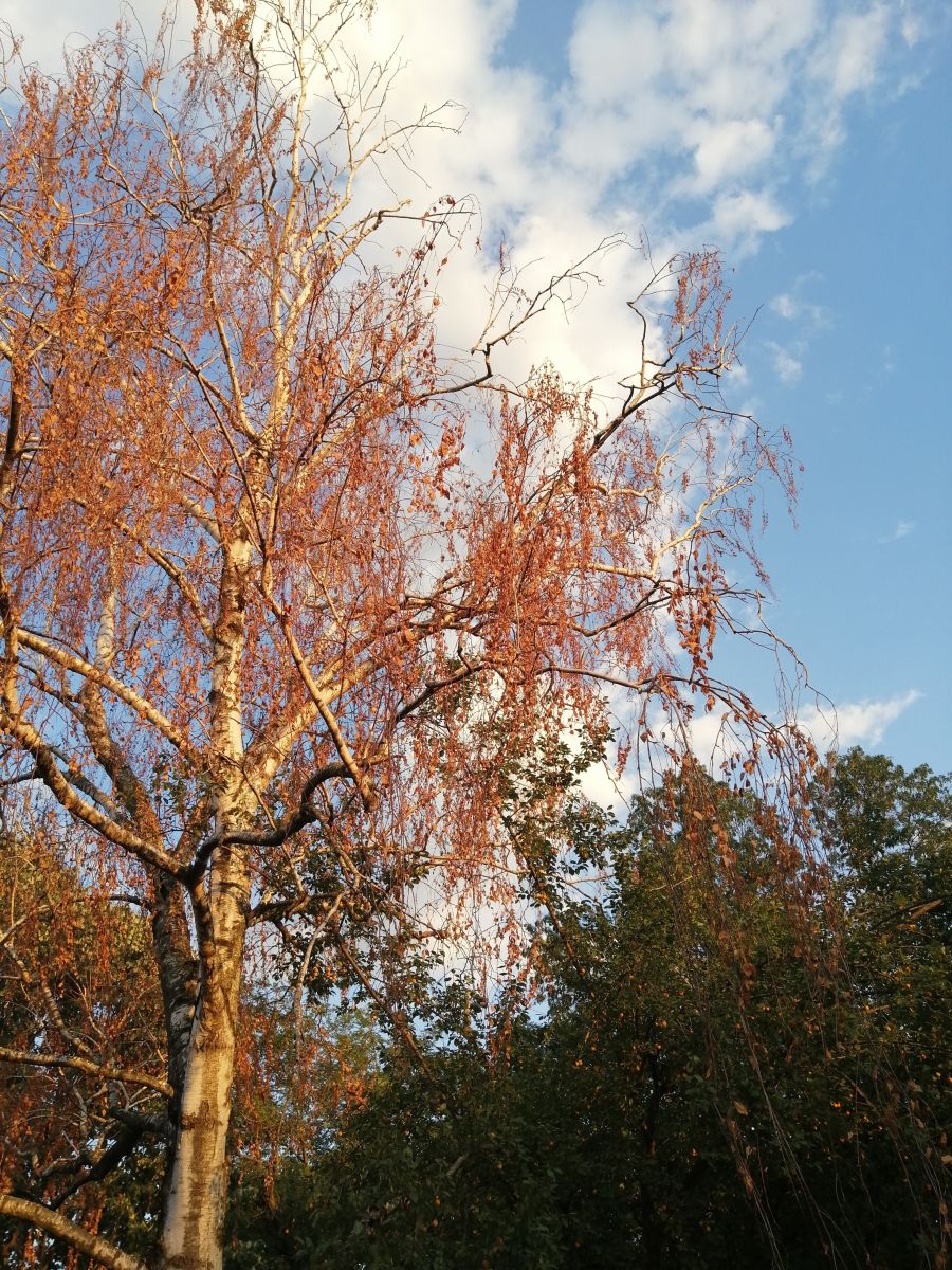 Weather Photos in Arad. Weather forecasts with beautiful photos by Augustin