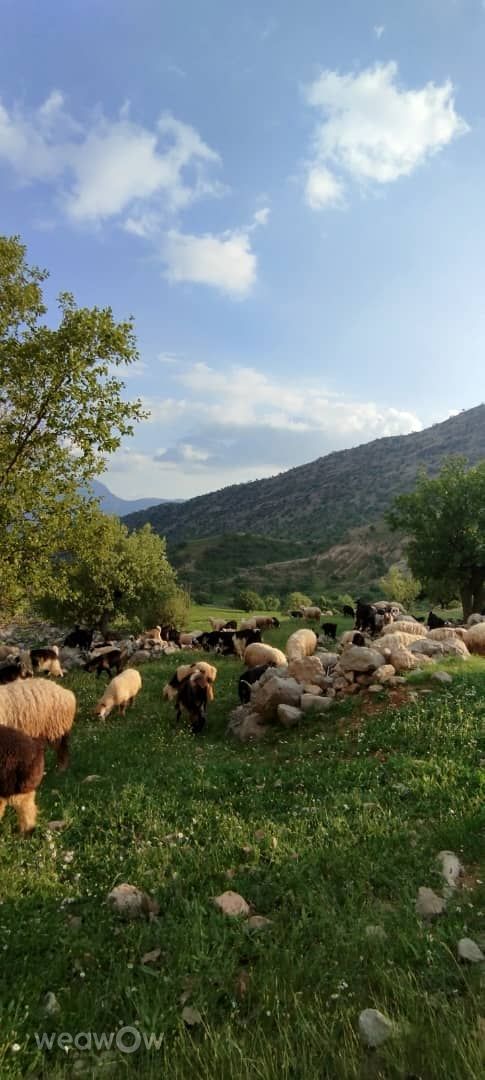 Fotógrafo Ghasedak, Fotos sobre el clima en Sūsan - Weawow