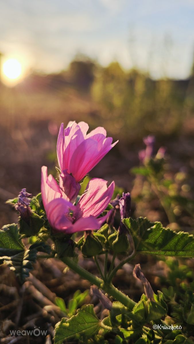 Pronósticos del tiempo con hermosas fotos de Kriszfoto