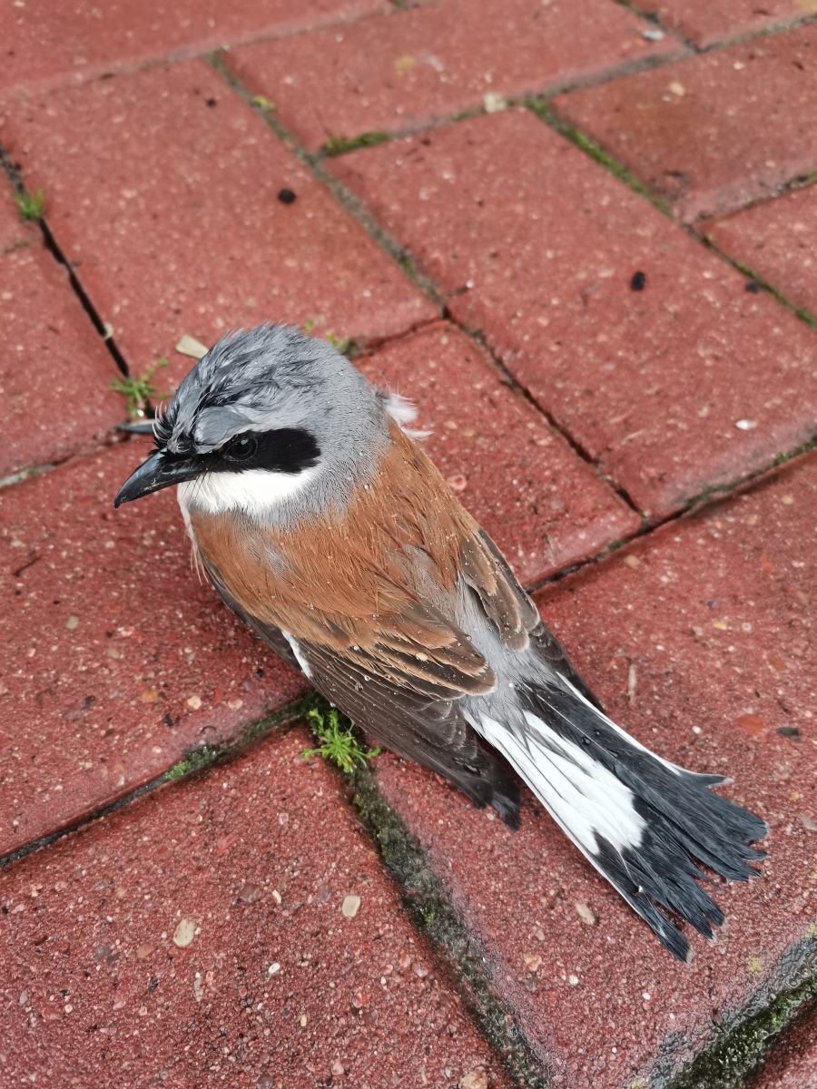 Photographe Albert_Smelovtsev, Photos météo à Roza Khutor - Weawow