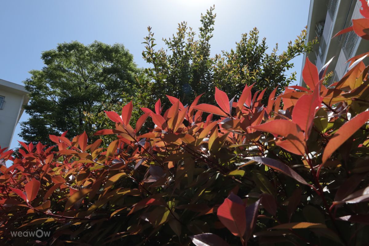 Fotos sobre el clima en Tama. Pronósticos del tiempo con hermosas fotos de Sandersonia