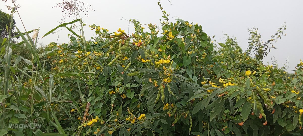 Hình ảnh Thời tiết ở Ấn Độ. Dự báo thời tiết với những bức ảnh đẹp của Imadabattini Bosu Babu