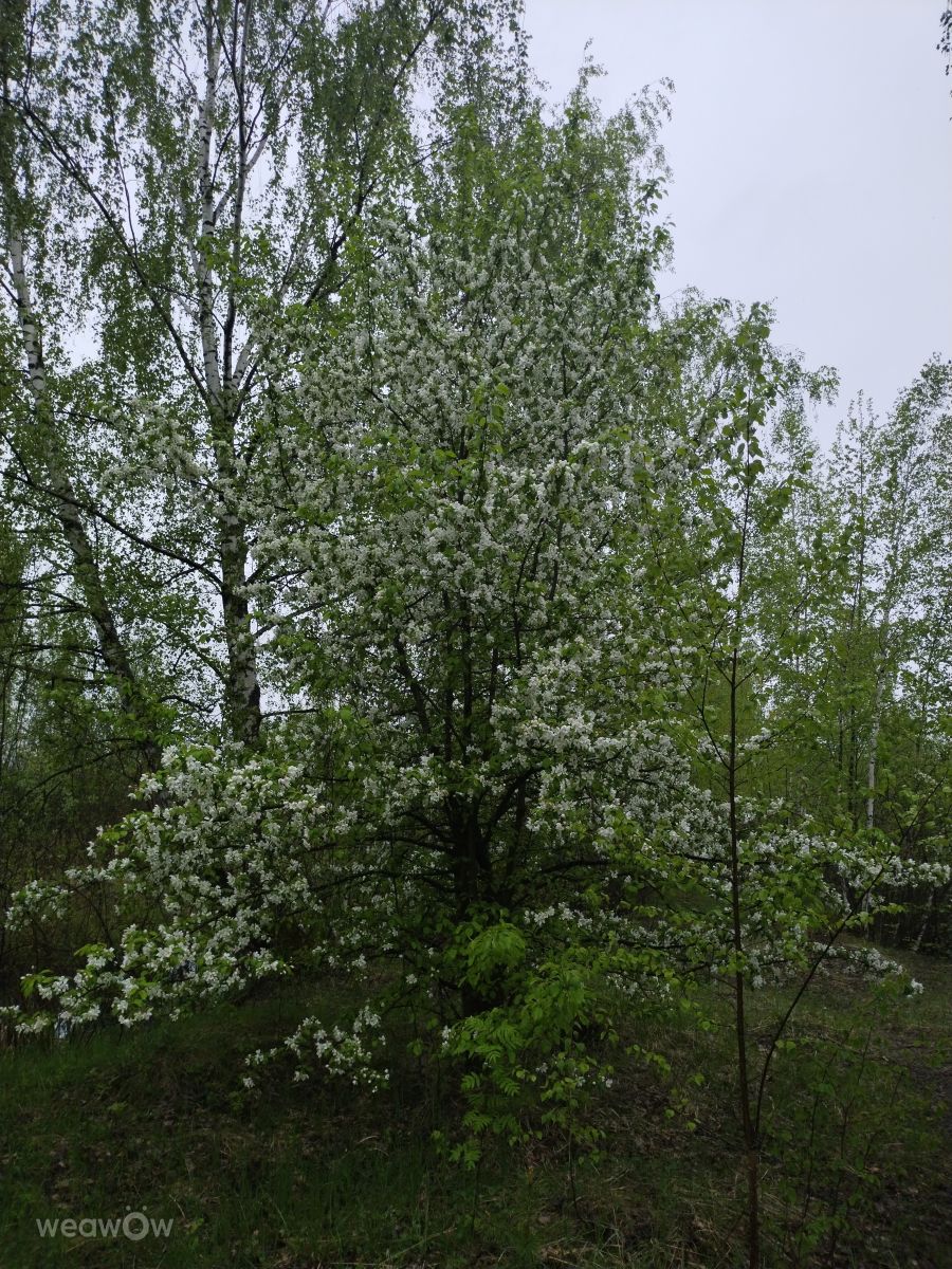 Kostromskaya Oblast'の天気写真. Alex1979の美しい写真による天気予報