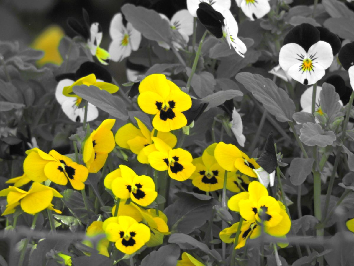 Previsões do tempo com lindas fotos de Step_Gently