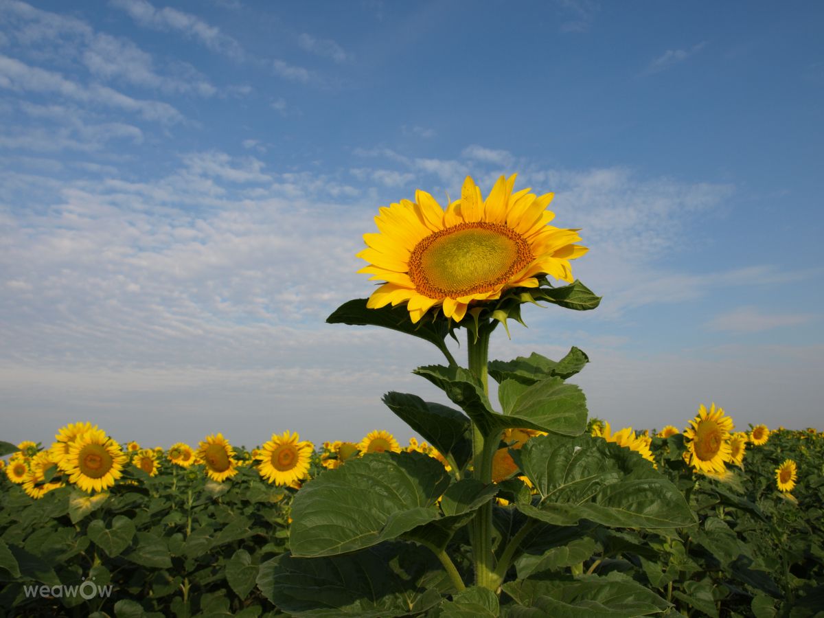 Fotos sobre el clima en Bulgaria. Pronósticos del tiempo con hermosas fotos de Dolcegusto