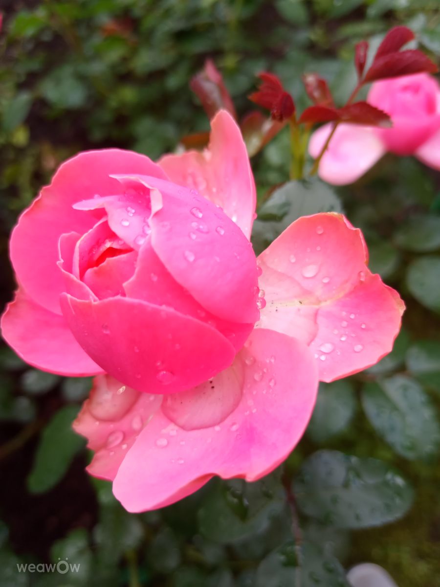 Fotos sobre el clima en Kolomna. Pronósticos del tiempo con hermosas fotos de Evgeniya77