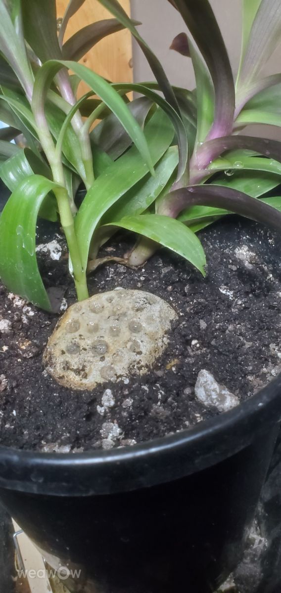 Photographer Zim Lotsa, Weather Photos in Michigan - Weawow