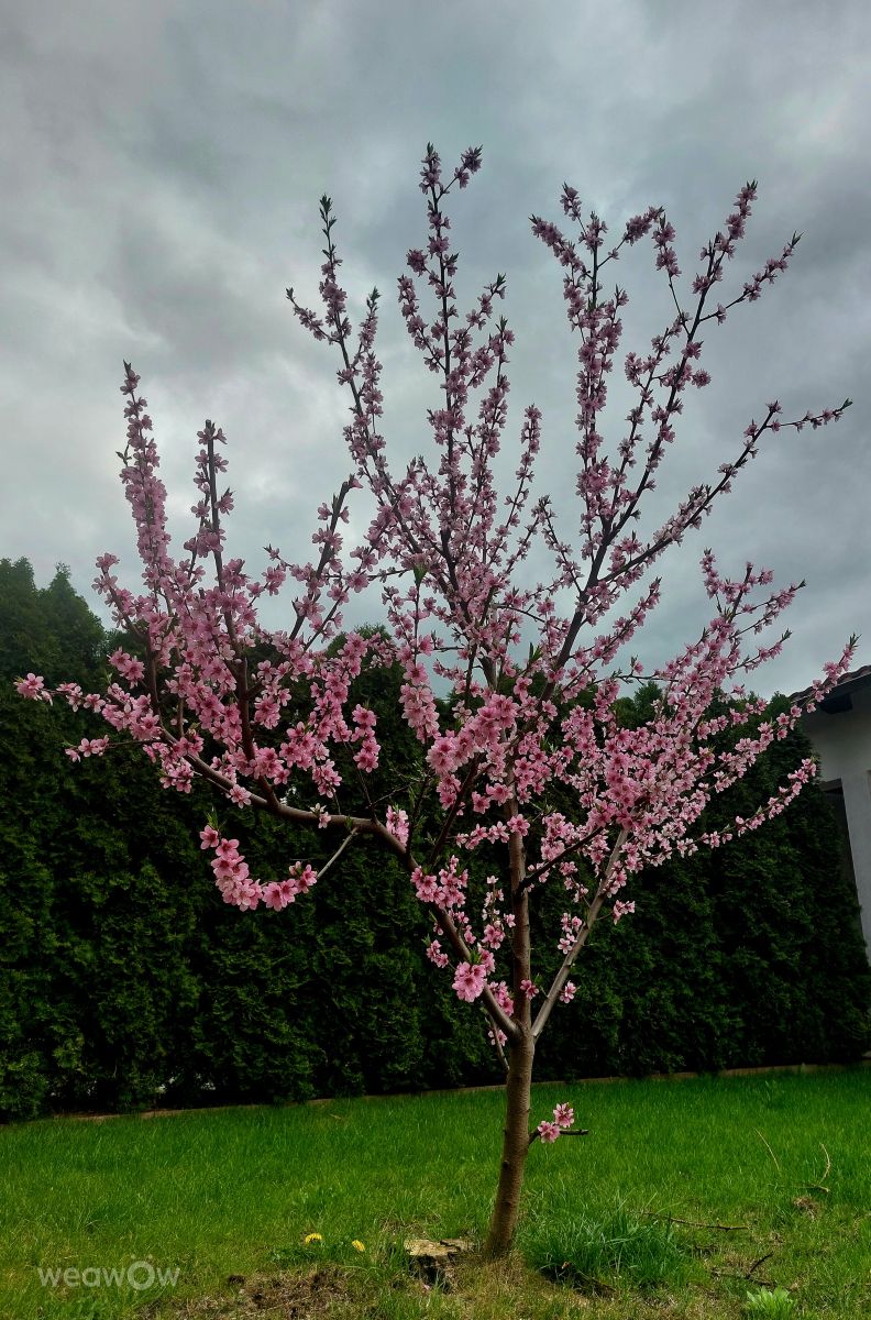 Фотографии Погоды в Пиш. Прогнозы погоды с чудесными фотографиями, сделанными Lechmn