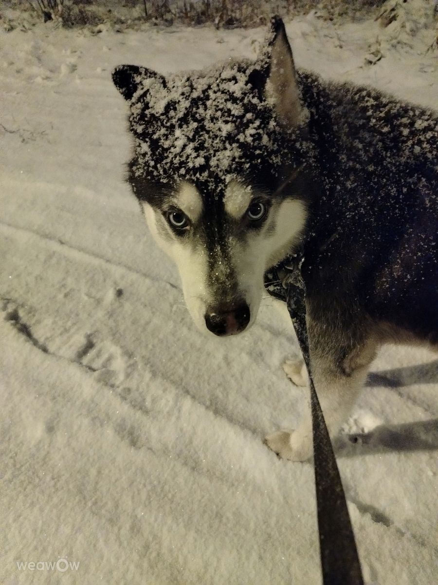 Фотографии Погоды в Тульская Область. Прогнозы погоды с чудесными фотографиями, сделанными Svetlana3