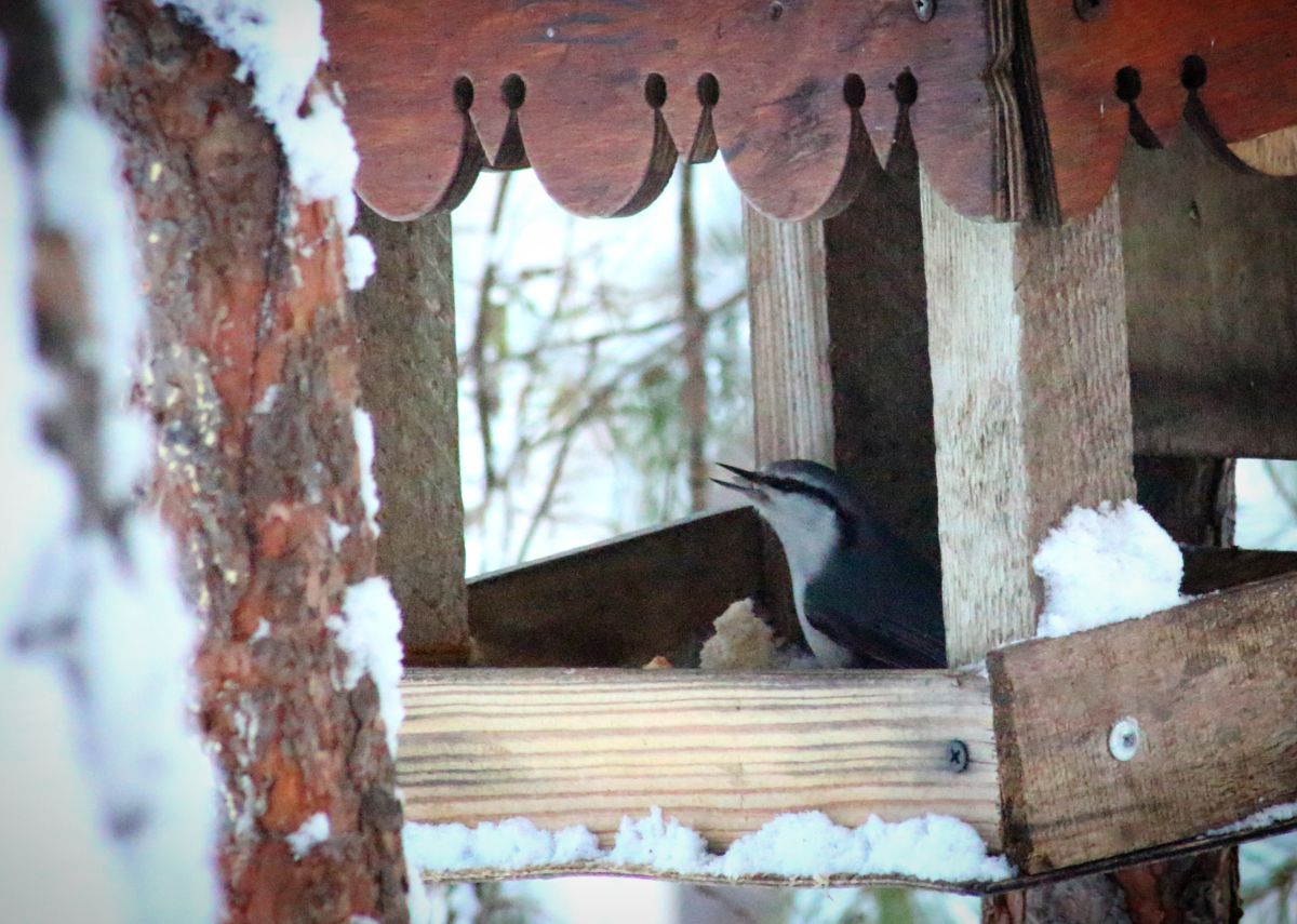 Photos météo à Sverdlovskaya Oblast'. Prévisions météo avec de superbes photos de rx9cig