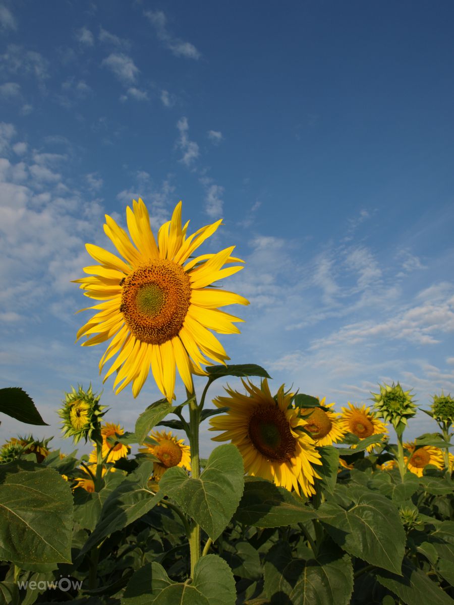 Fotos sobre el clima en Bulgaria. Pronósticos del tiempo con hermosas fotos de Dolcegusto