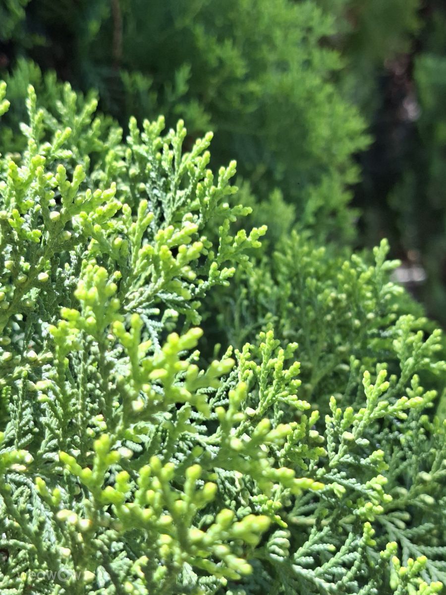 Fotografos Wen-ya Huang, Fotos do tempo em Kaohsiung City - Weawow