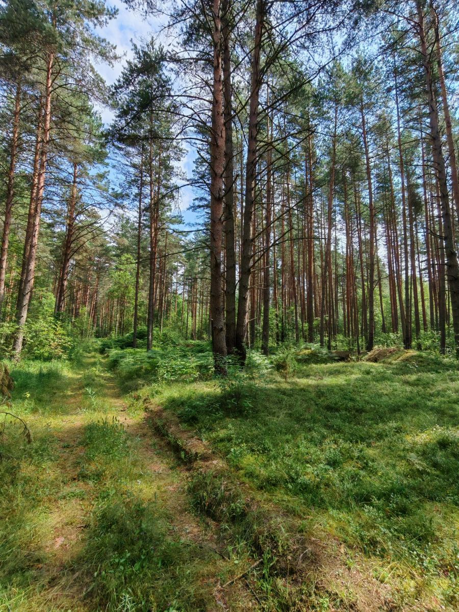Weather Photos in Pskov Oblast. Weather forecasts with beautiful photos by HelenR2