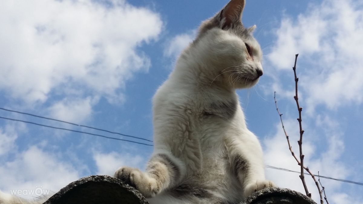 Fotos do tempo em Vaslui. Previsões do tempo com lindas fotos de rossg