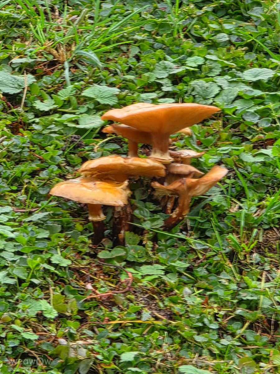 Fotografos Seni, Fotos do tempo em Velbert - Weawow