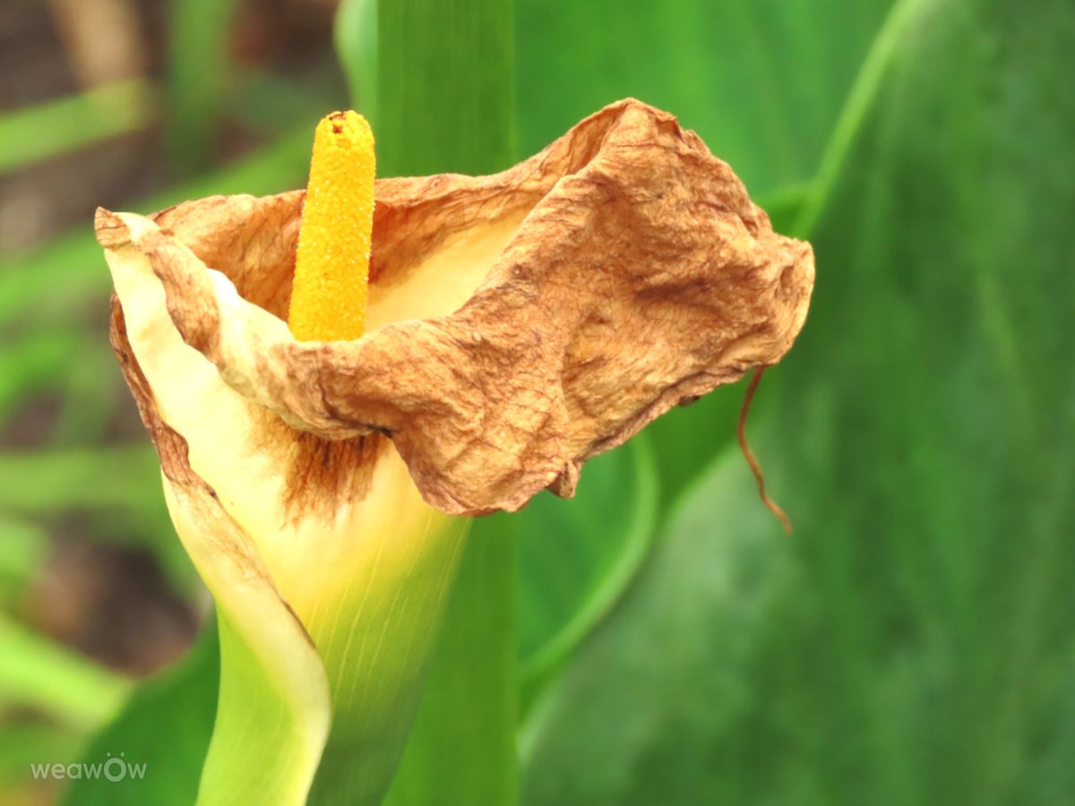 Fotos do tempo em África do Sul. Previsões do tempo com lindas fotos de Step_Gently