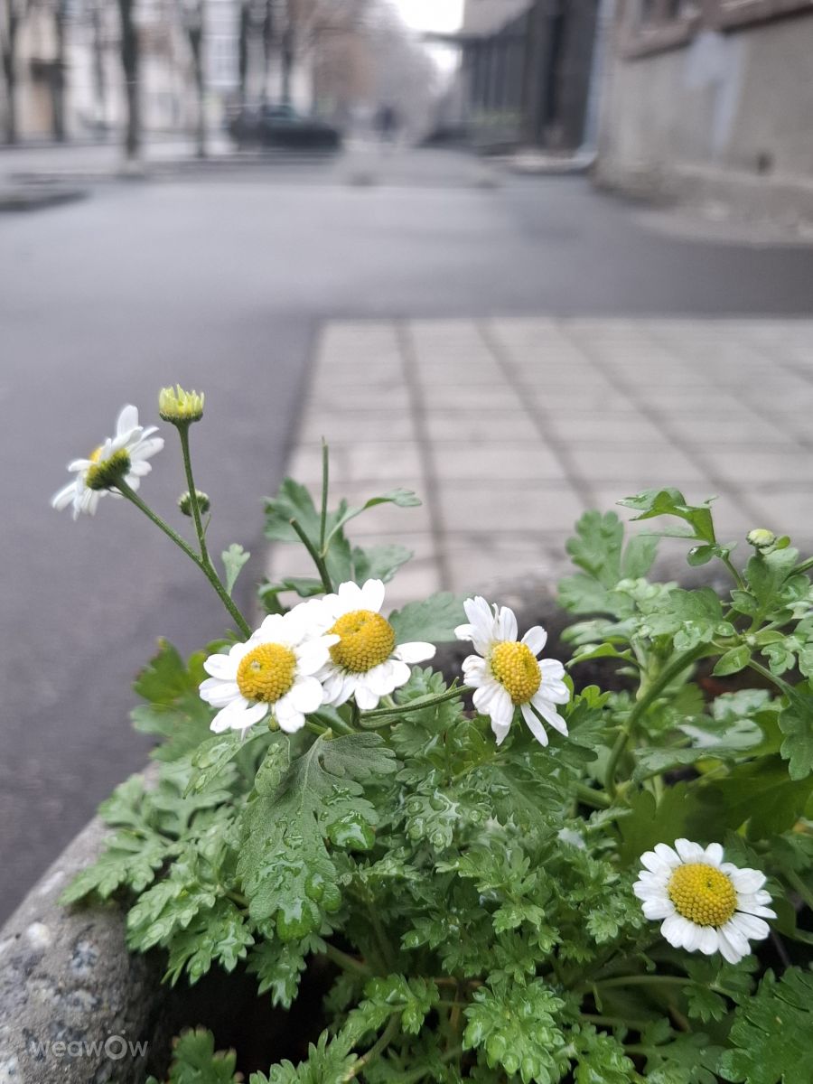 Previsões do tempo com lindas fotos de Iryna