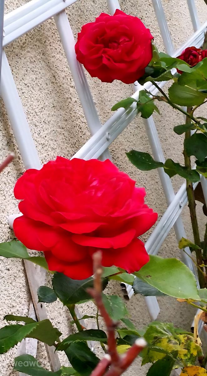 Photographe Wen-ya Huang, Photos météo à Kaohsiung - Weawow