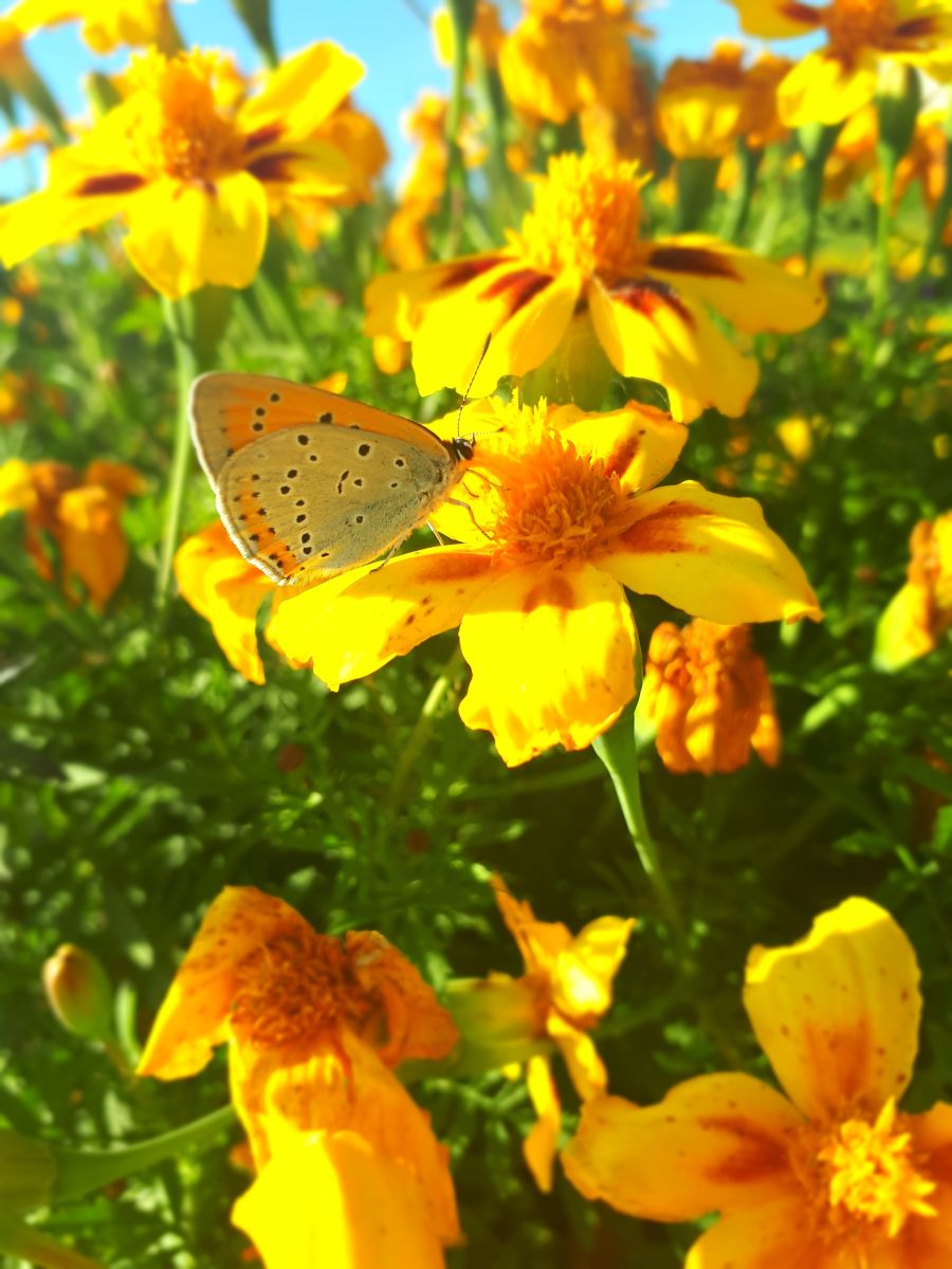 Weather Photos in Republic of Karelia. Weather forecasts with beautiful photos by Tetolive