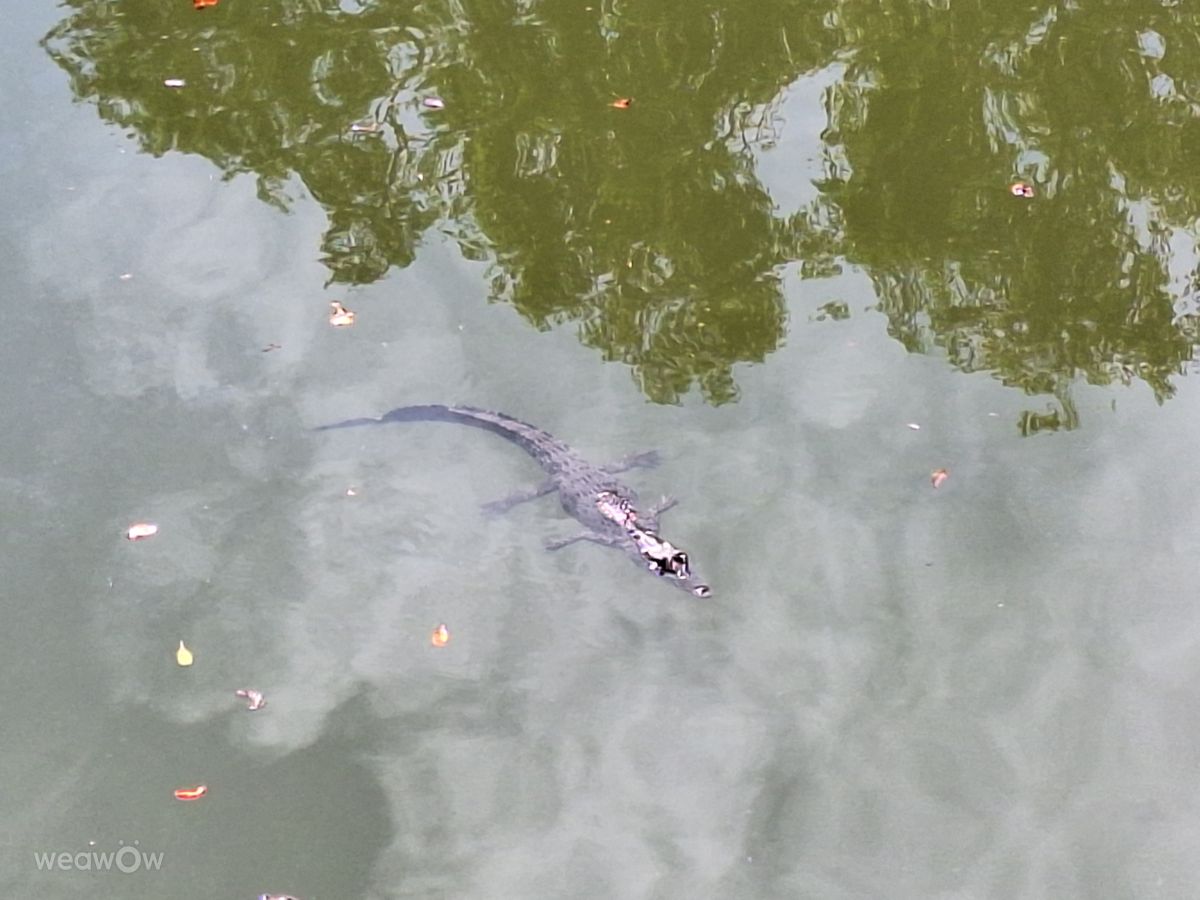 Weather Photos in Port Douglas. Weather forecasts with beautiful photos by bats