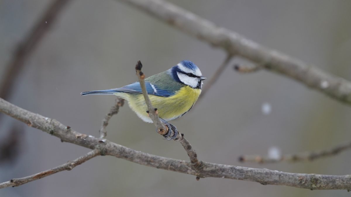 天气预报，带Flösch精美的照片