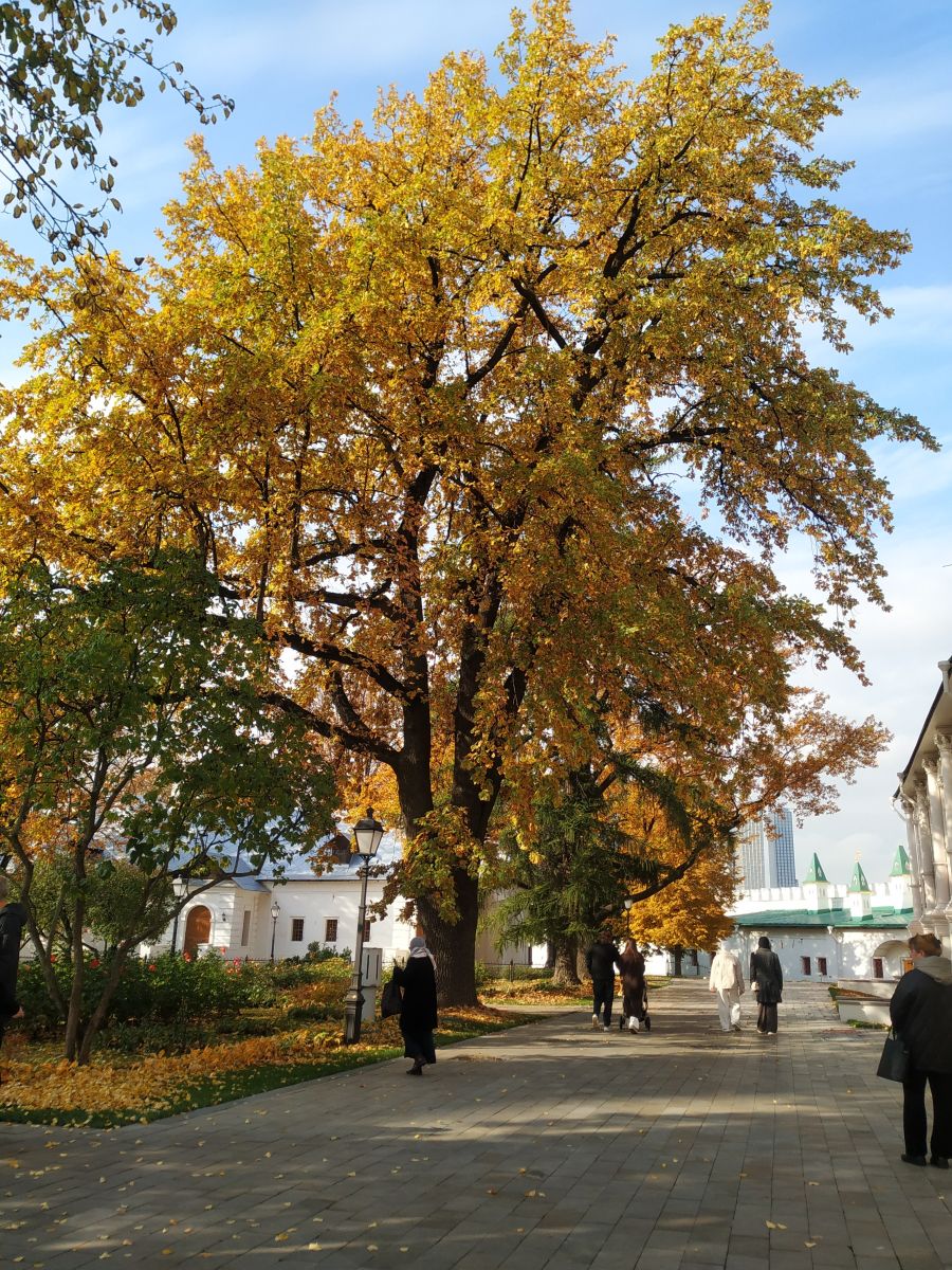 摄影师 19Lora46，莫斯科的天气照片 - Weawow