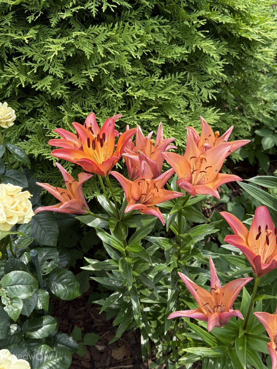 ペテルゴフの天気写真. mas777777の美しい写真による天気予報