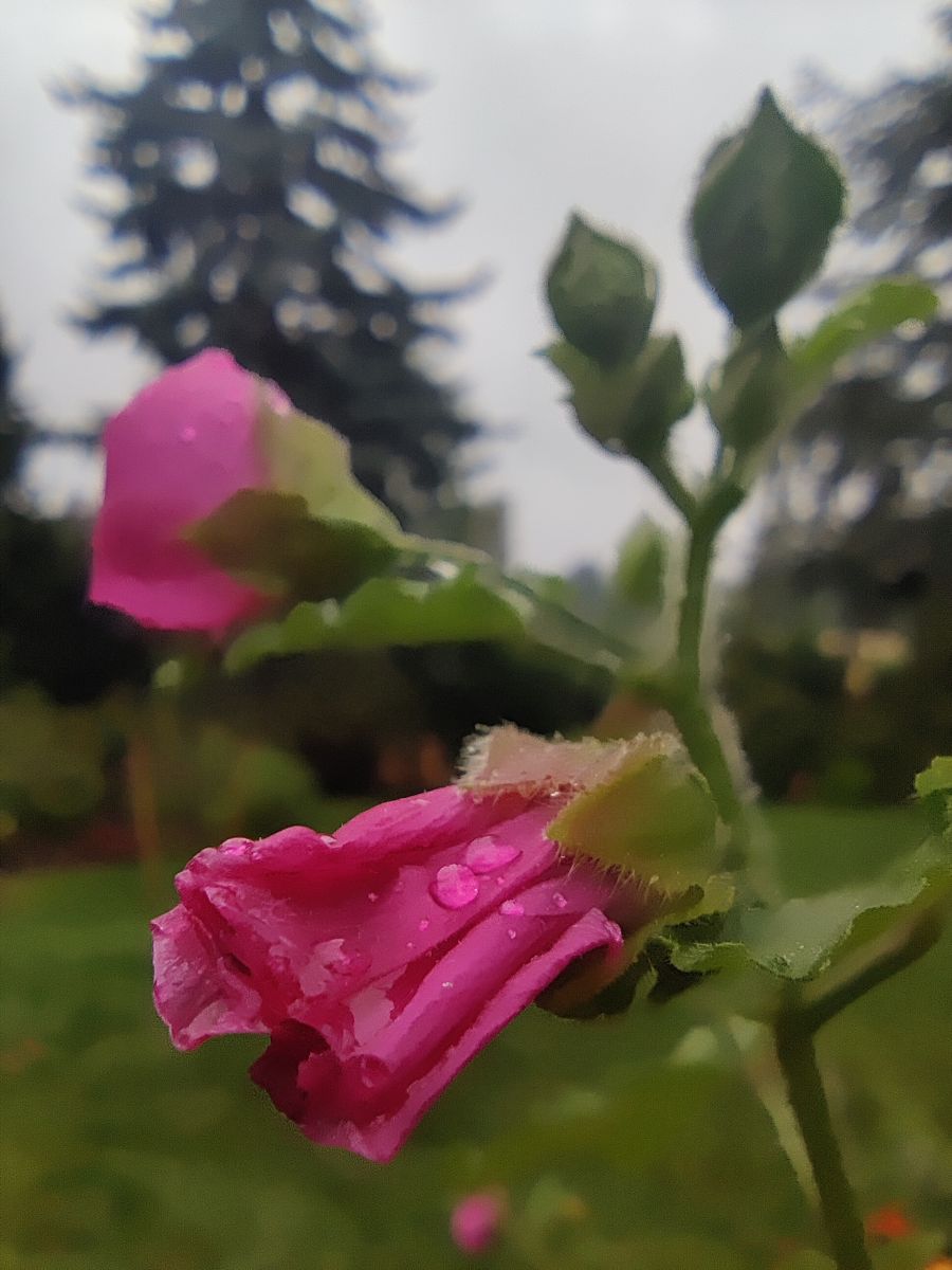 Фотограф Zorrra, Фотографии Погоды в Kladow - Weawow