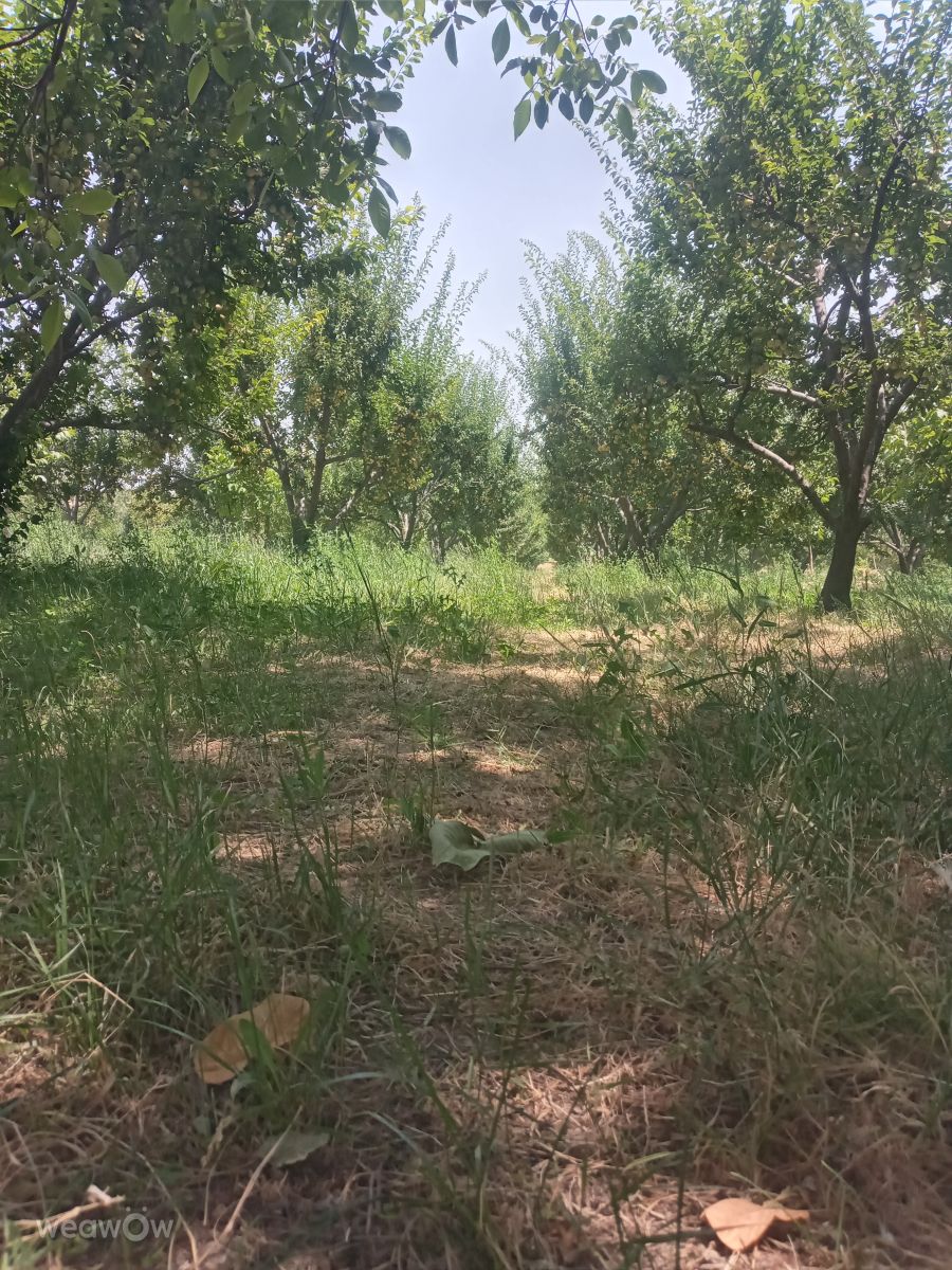 Weather Photos in Nahavand. Weather forecasts with beautiful photos by Da1363