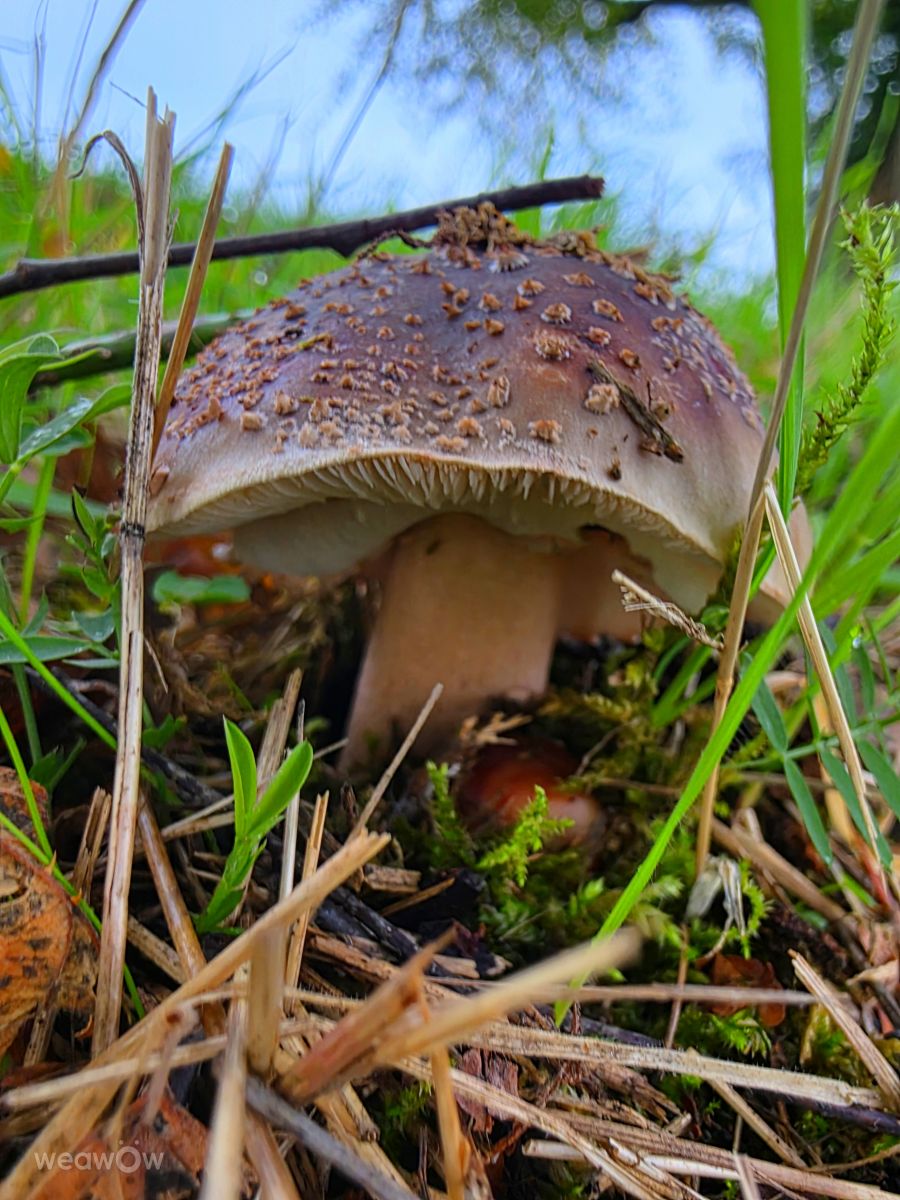 Fotografos Seni, Fotos do tempo em Velbert - Weawow