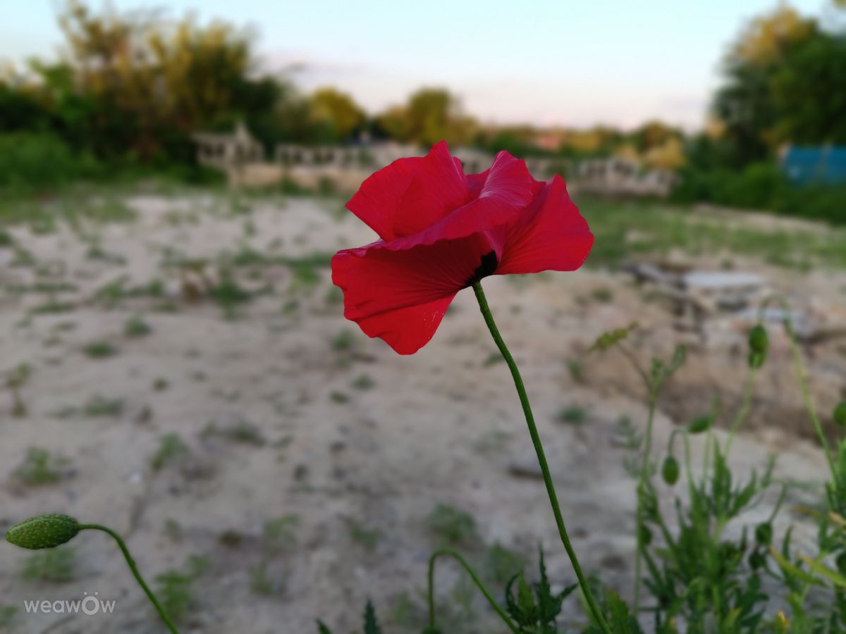 Weather Photos in Chernihiv. Weather forecasts with beautiful photos by Boogik