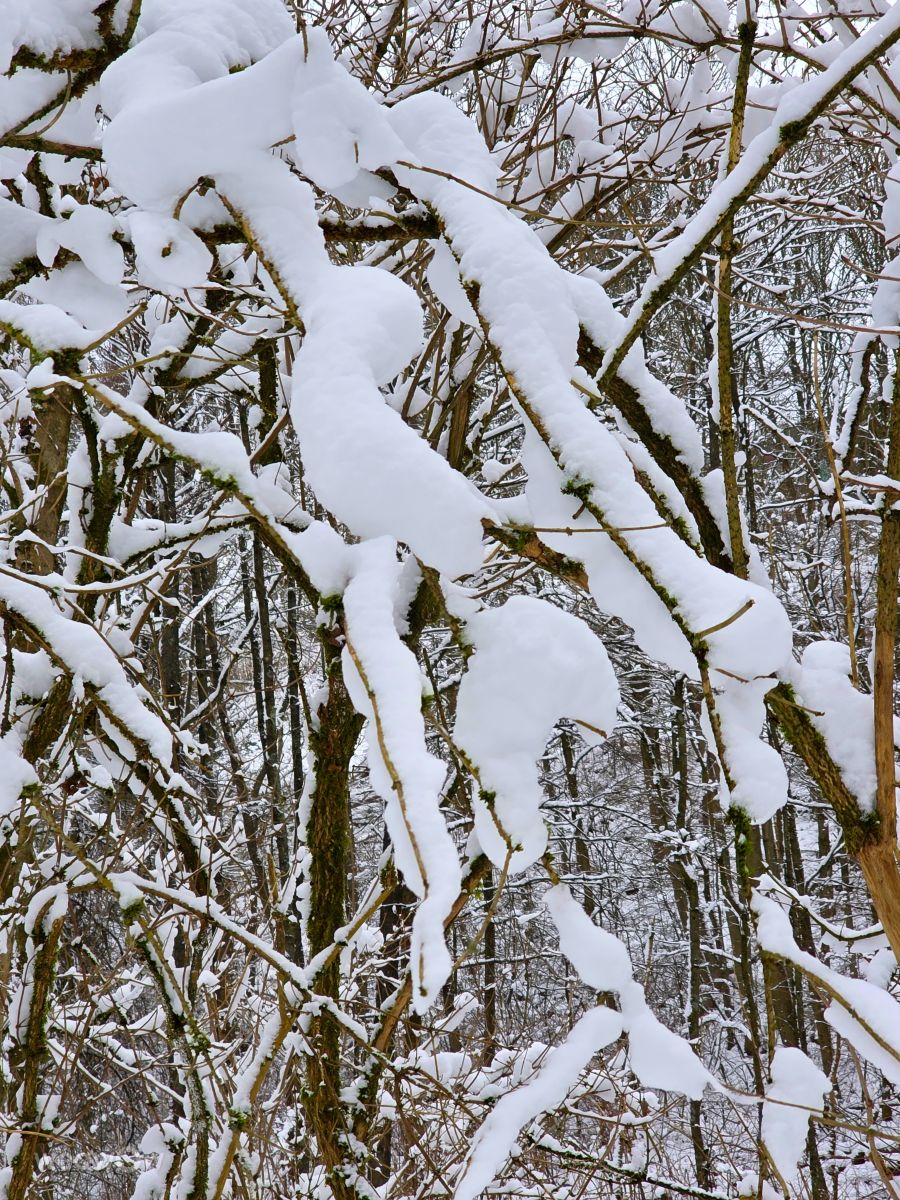 德国的天气照片. 天气预报，带Seni精美的照片