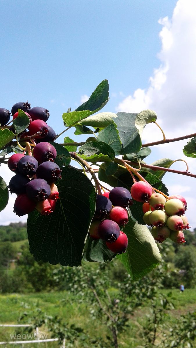 Photographer urashm, Weather Photos in Khmelnytskyi - Weawow