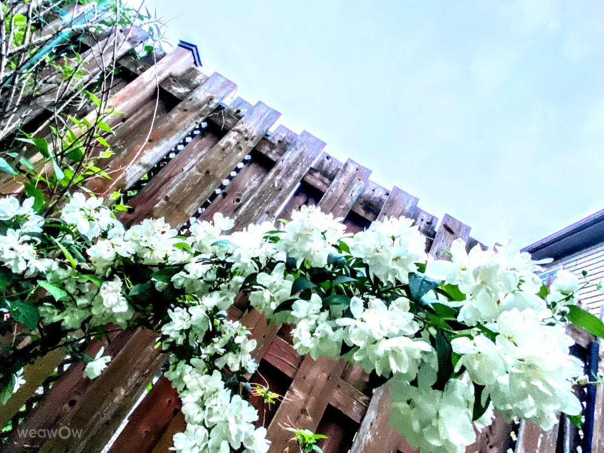 Photographer Lulu5523, Weather Photos in le Plateau - Weawow