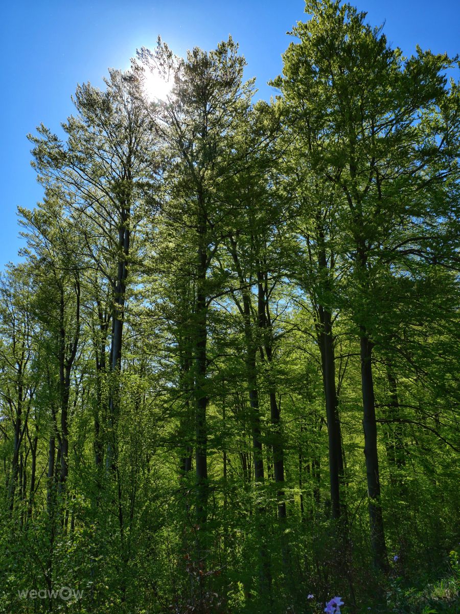 Weather Photos in Slovakia. Weather forecasts with beautiful photos by _richardd
