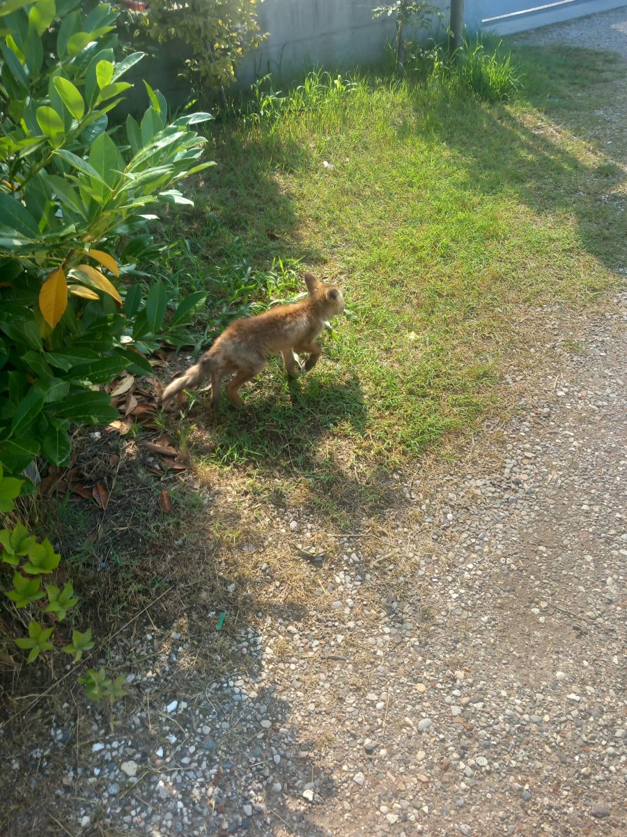 Fotos do tempo em Bassano del Grappa. Previsões do tempo com lindas fotos de Acrobat76