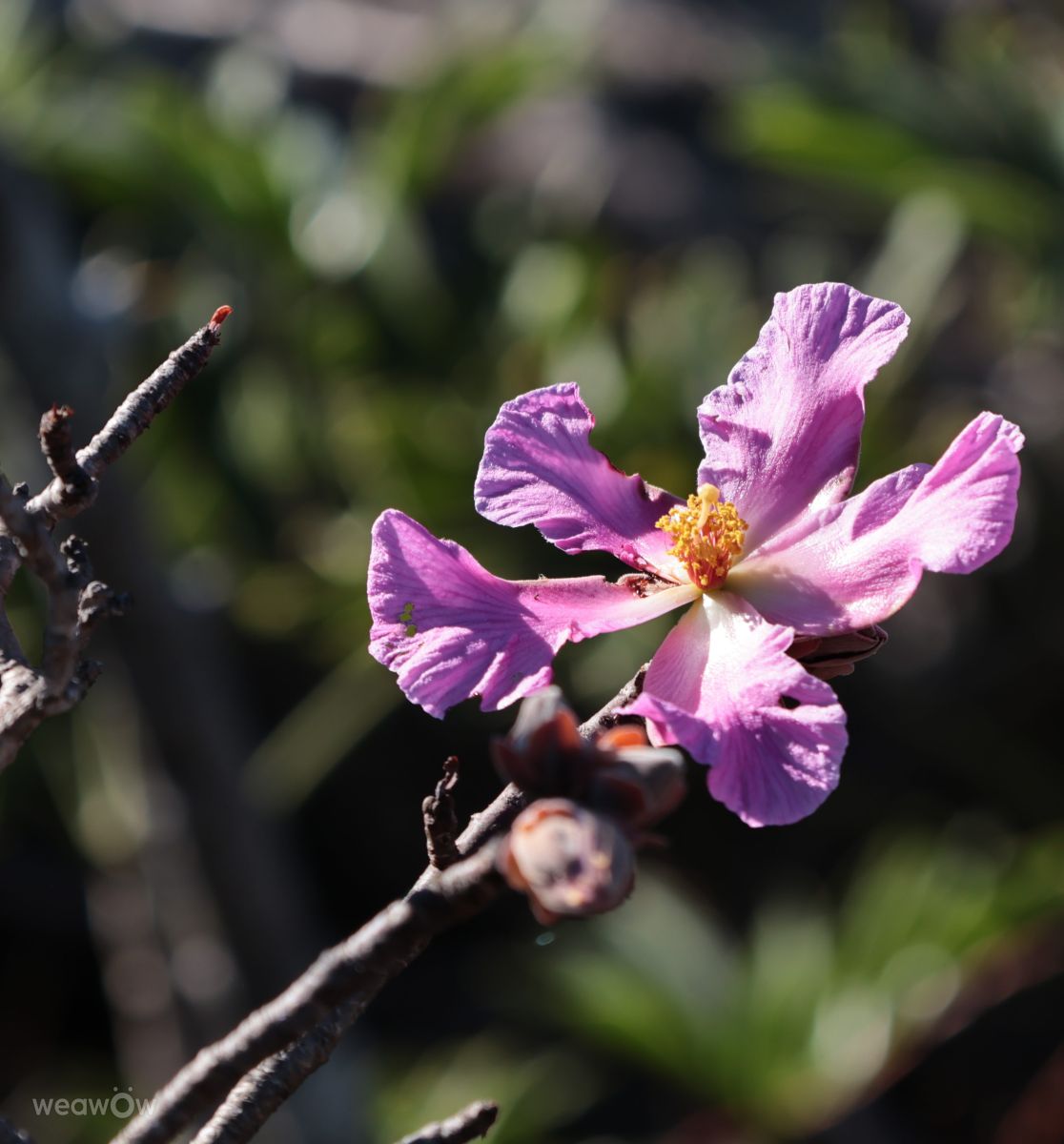 Wetter Photos Florianópolis. Wettervorhersagen mit schönen Fotos von VIAꓨEM_E_HISTÓЯIA