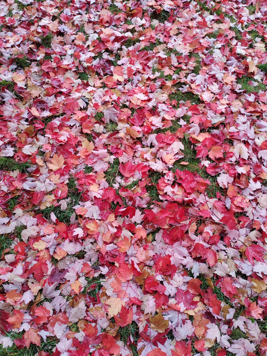 Photographe Albert_Smelovtsev, Photos météo à Roza Khutor - Weawow