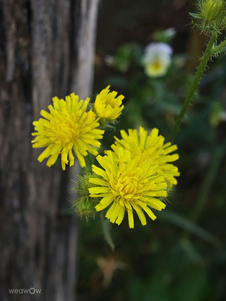 Wetter Photos Nagygeresd. Wettervorhersagen mit schönen Fotos von Győrvári Nikoletta