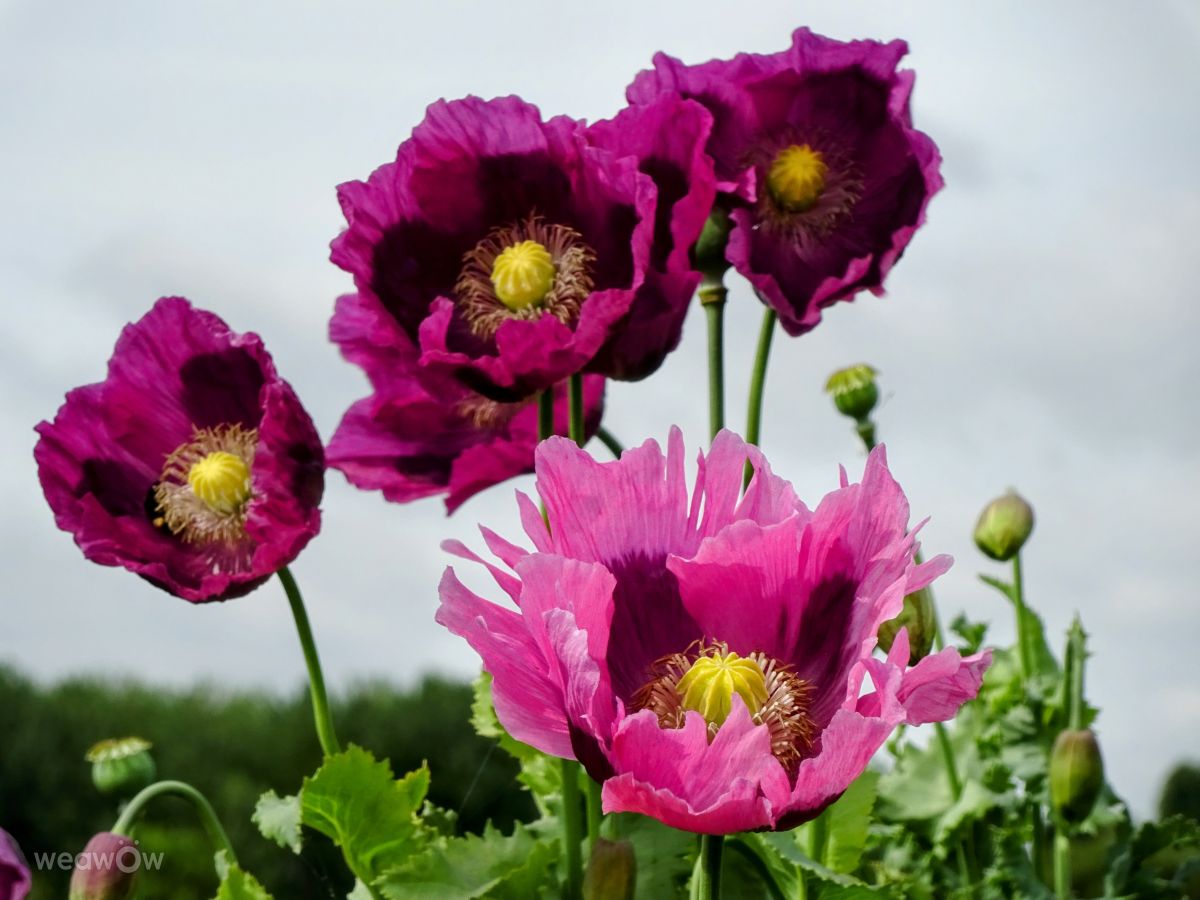 Weather Photos in Yarwell Mill Country Park. Weather forecasts with beautiful photos by kns666